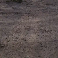 200کیلو نخود درجه یک برای کاشت