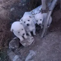 سگ هاسکی|سگ|باسمنج, |دیوار