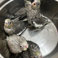 جوجه عروس سینامون نرم خور و سرلاکی