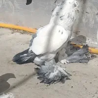 توهلی پاپر جفت کله ای دم سیاه