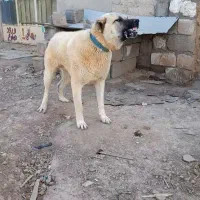 سگ سراب