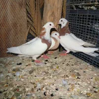 طوقی|پرنده|کهنوج, |دیوار