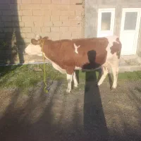 گاو سیمینتال