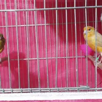 قناری ماده|پرنده|شاهینشهر, امیرکبیر|دیوار