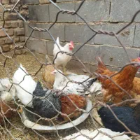 تعدادی نیمچه خروس و جوجه|حیوانات مزرعه|قیدار, |دیوار