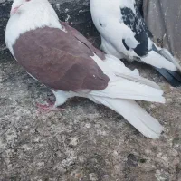 کبوتر پشت گراف المانی|پرنده|مشهد, نیزه|دیوار