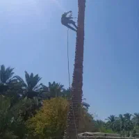 بریدن نخل تمیز کاری نخل