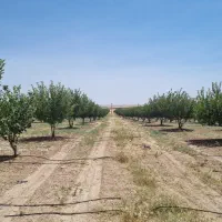 هشت هکتار زمین کشاورزی و باغ نزدیک مراغه