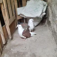 پشتی قرمز