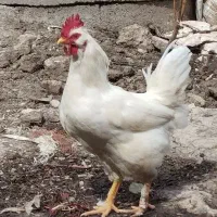 خروس سفید محلی وپاپر