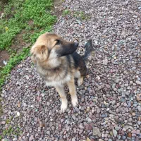 طوله ژرمن هاسکی