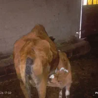 گاو شیری با گوساله سیمیتال ماده