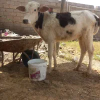 گوساله ماده خوش خوراک مخصوص داشت