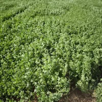 پرس یونجه درجه یک