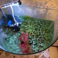 آکواریوم شیشه خم