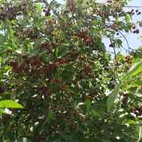 باغ فروشی و معاوضه