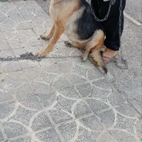 سگ ژرمن ماده اصل