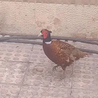 جوجه۴۵ روزه و۳ماهه