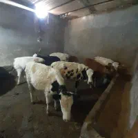 گاو گوساله ماده