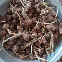 فروش پیاز زعفران