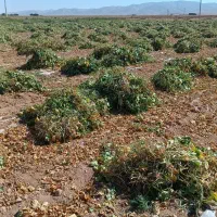 لوبیا چیتی ولوبیا سفید