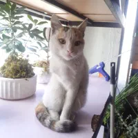 گربه رایگان