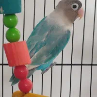 طوطی برزیلی آبی نر آماده