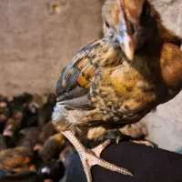 جوجه ۲۰ روزه شیخ اصیل محلی
