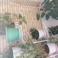 فروش تعدادی گلدان سالم و عالی