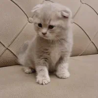 بچه گربه اسکاتیش