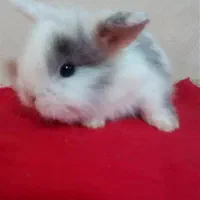 خرگوش لوپ مینیاتوری|موش و خرگوش|بروجرد, |دیوار