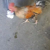 خروس گلین|حیوانات مزرعه|نسیمشهر, |دیوار