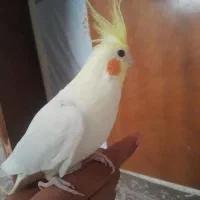 عروس هلندی سخنگو