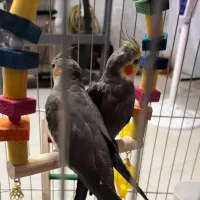 یک جفت عروس هلندی نر و ماده