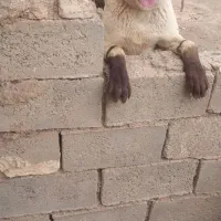 سگ ...|سگ|خواف, |دیوار