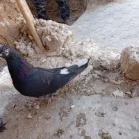 کفتر مفت|پرنده|قم, شهرک امام حسین|دیوار