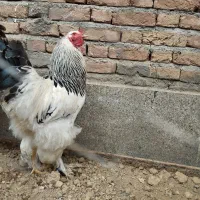 برهما لایت غول پیکر