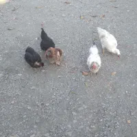 مرغ و جوجه|حیوانات مزرعه|تویسرکان, |دیوار