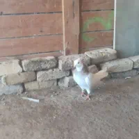 کبوتر طوقی نر گرفتی
