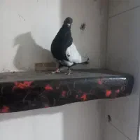 کبوتر|پرنده|شیراز, کوشک میدان|دیوار