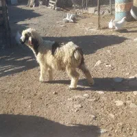 بره سبک کهره نر میش