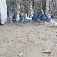 دسته پلاکی|پرنده|برازجان, |دیوار