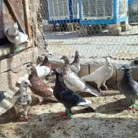 ۱۰عددکبوتر رنگی و پلاکی