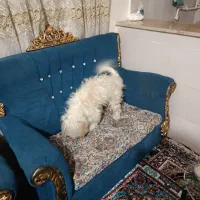 سگ پشمالو|سگ|سنندج, |دیوار