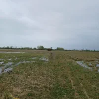 چهار هکتاری زیر کشت