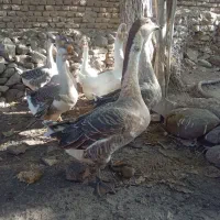 قو غاز برتر سنگین وزن