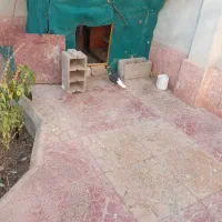 5تا کبوتر فروشی