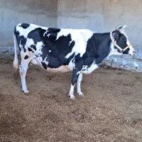 گاو ابستن نزدیک ب زایمان