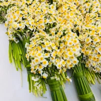 فروش ویژه نرگس شیراز