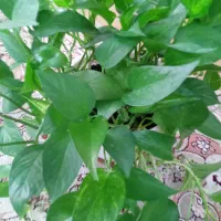 گلدان گل|گل و گیاه طبیعی|شهرضا, |دیوار